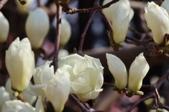 今日も花たち　平成最後撮り　7