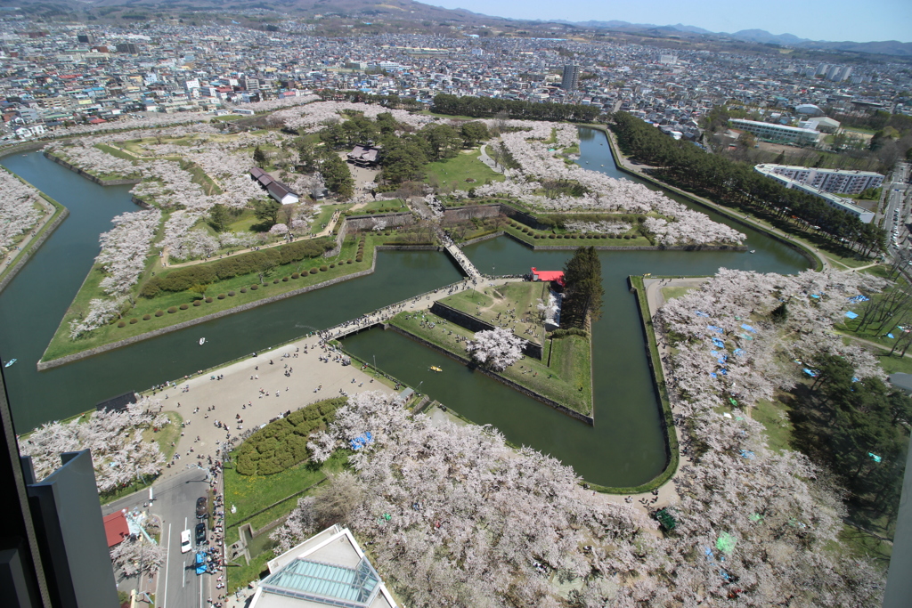 五稜郭の桜　Ⅰ