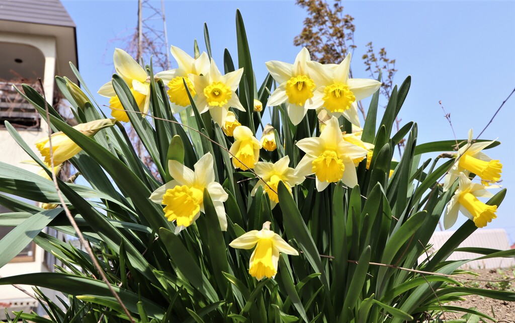 お向かいの花