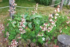 通勤路の草花　１