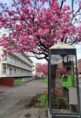 桜と電話箱