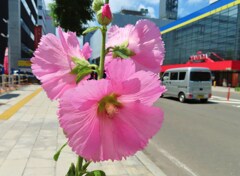 街と花
