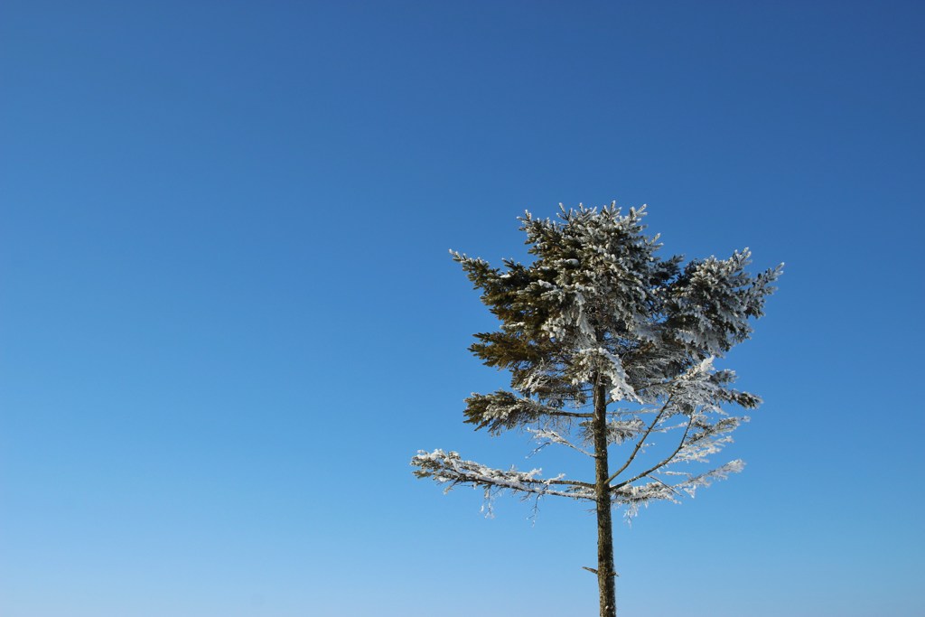 雪の木