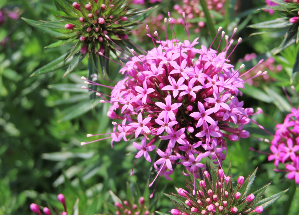 公園の木や花　１０