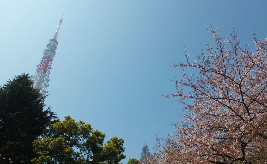 桜と東京タワー