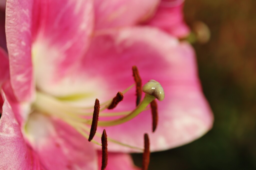 街の花たち　３