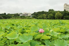 上野のお池で３