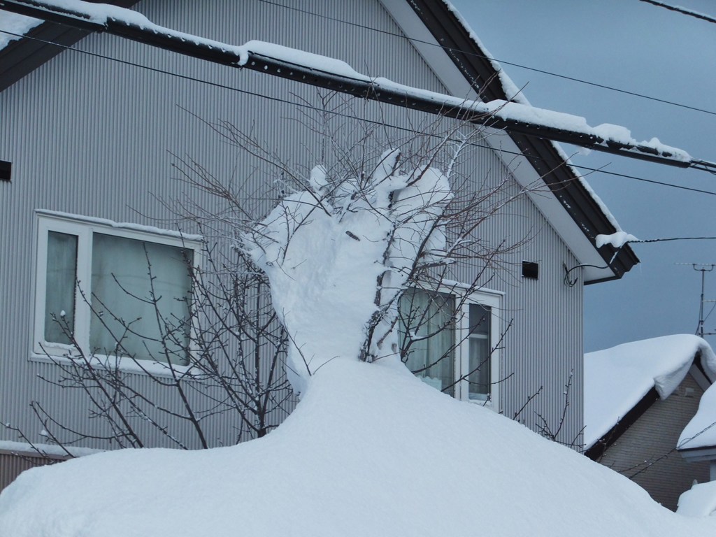 街の中の樹氷