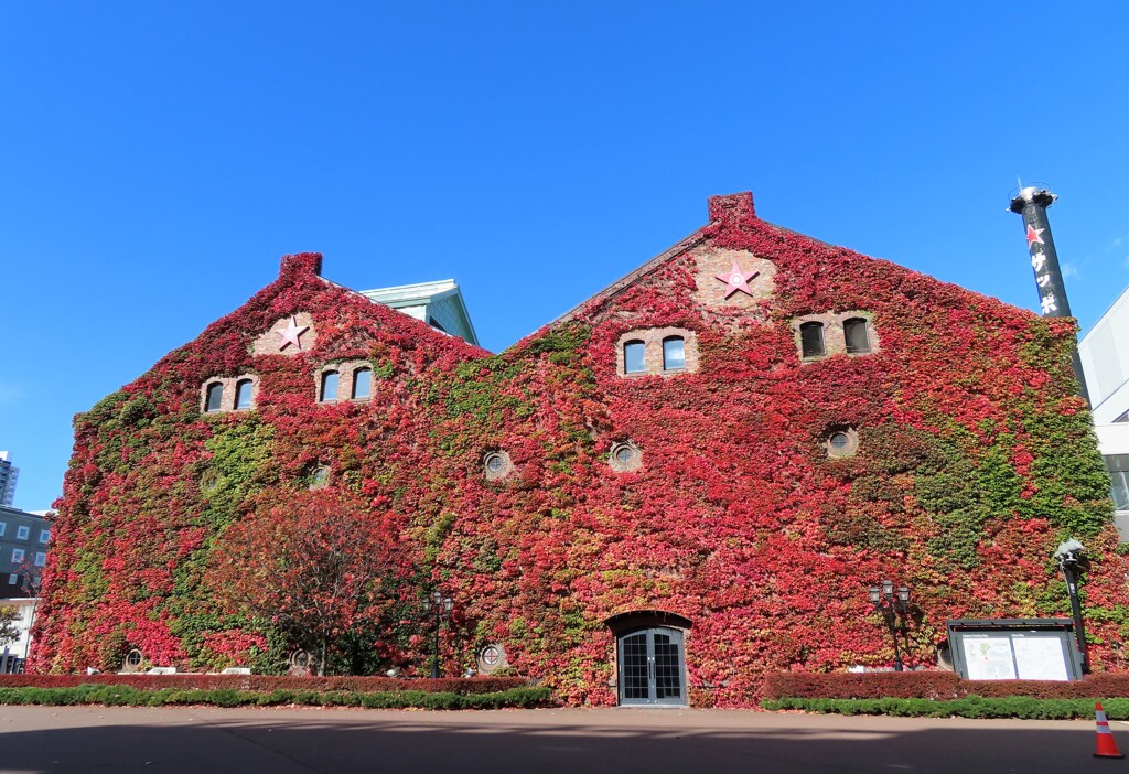 紅葉の壁をワイドに