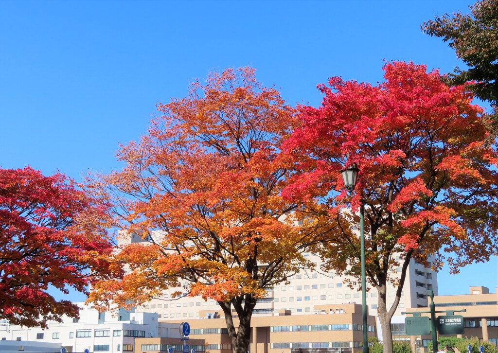 北大の紅葉