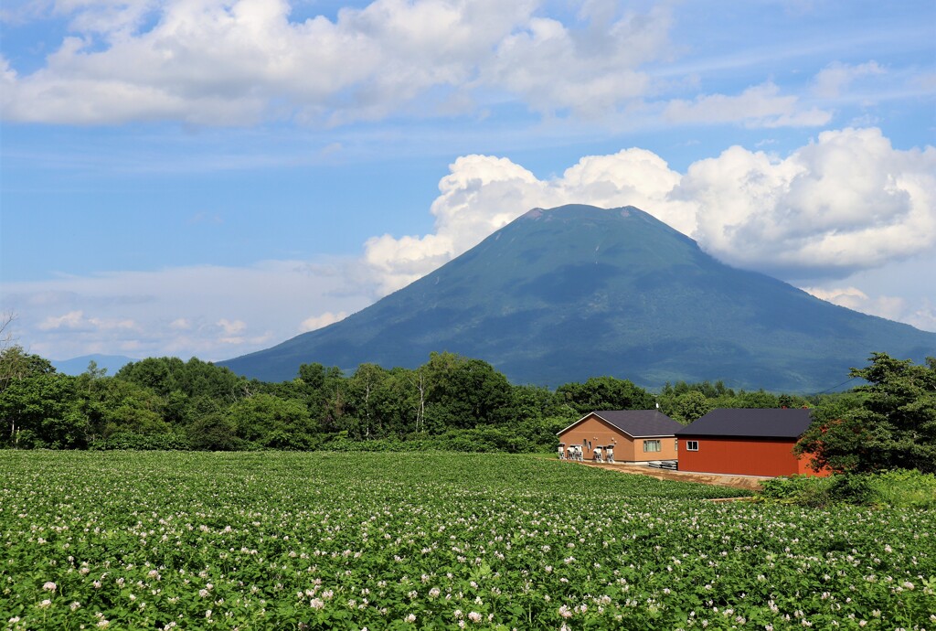 山と畑