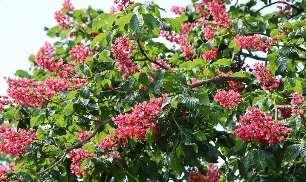 花　４