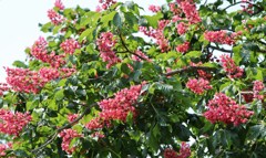 花　４
