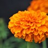 秋　花事情　１０