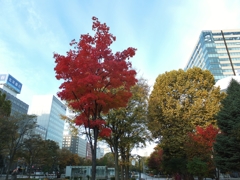 大通り公園の秋　Ⅲ