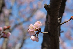 桜　1