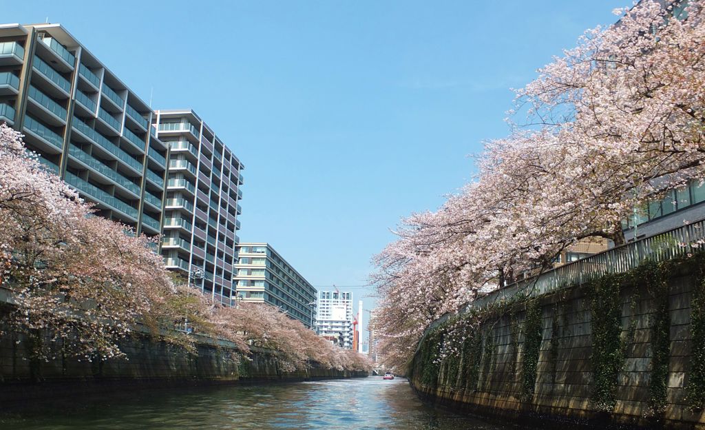 目黒川の桜クルーズ　Ⅲ