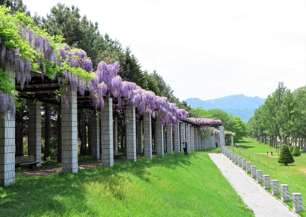 藤が咲く公園　４