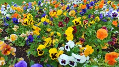 通勤路の草花　４