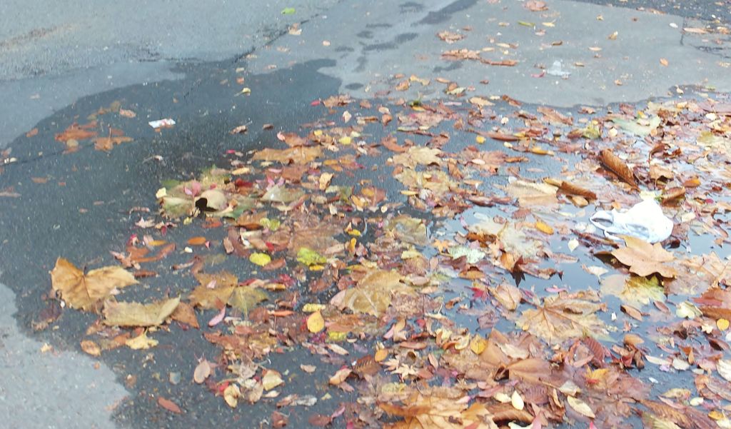 濡れ落ち葉　明日は我が身と　想いはせ