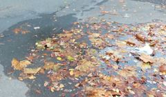 濡れ落ち葉　明日は我が身と　想いはせ