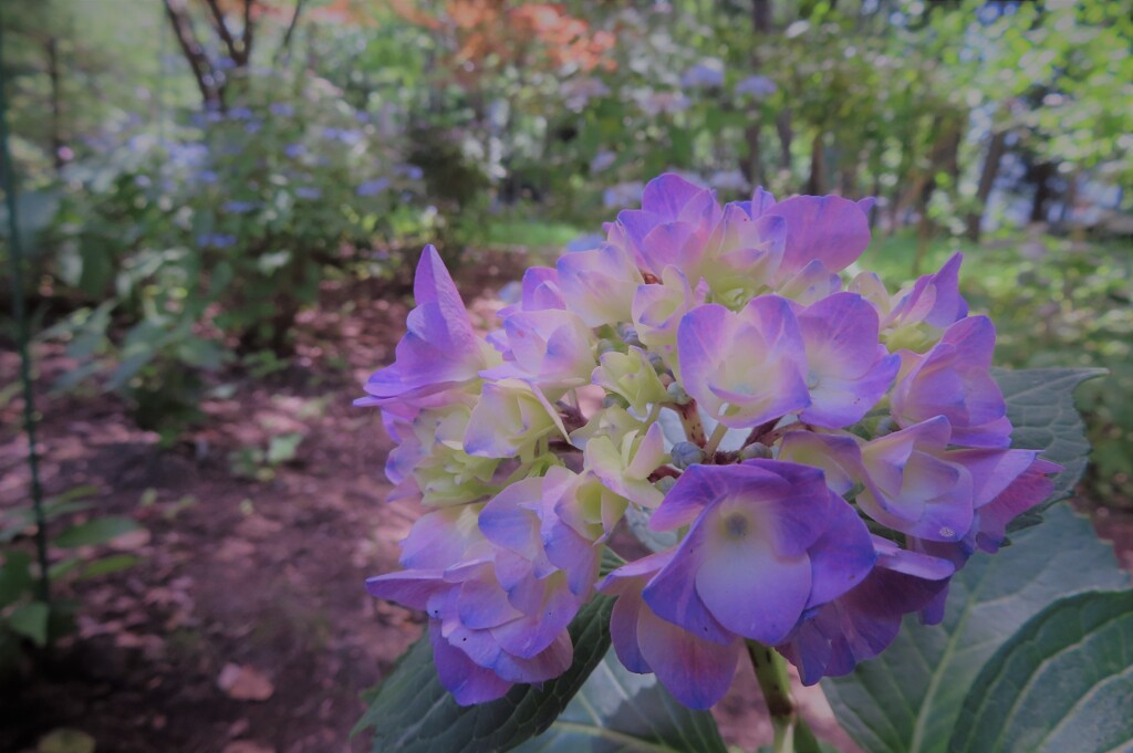 加工した紫陽花