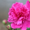 近隣の花　２