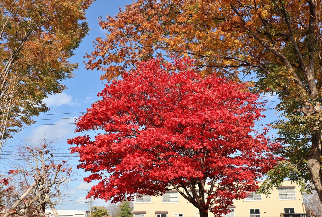 紅葉　