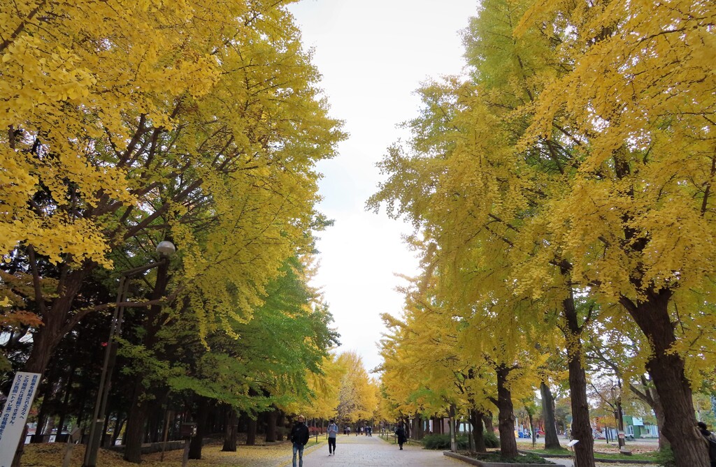 銀杏並木　公園の中