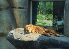 ライオンは寝ている。