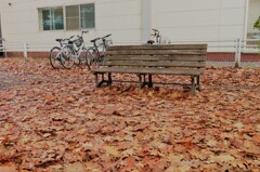 落ち葉とベンチとチャリ