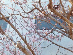 札幌の桜　２