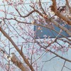 札幌の桜　２
