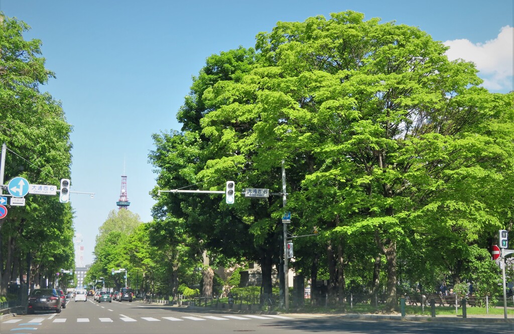新緑の街角