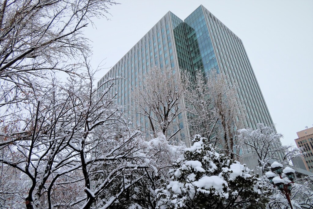 雪樹とビル