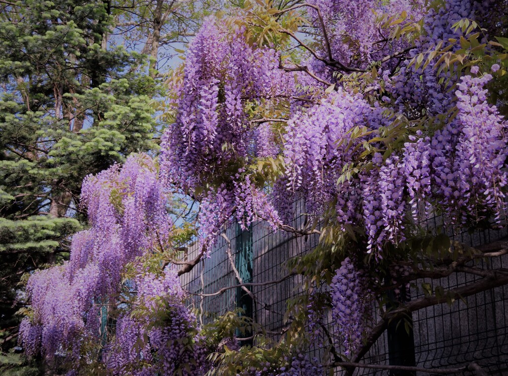 公園　藤の花