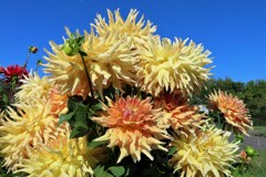 札幌　9月の花だよ　１