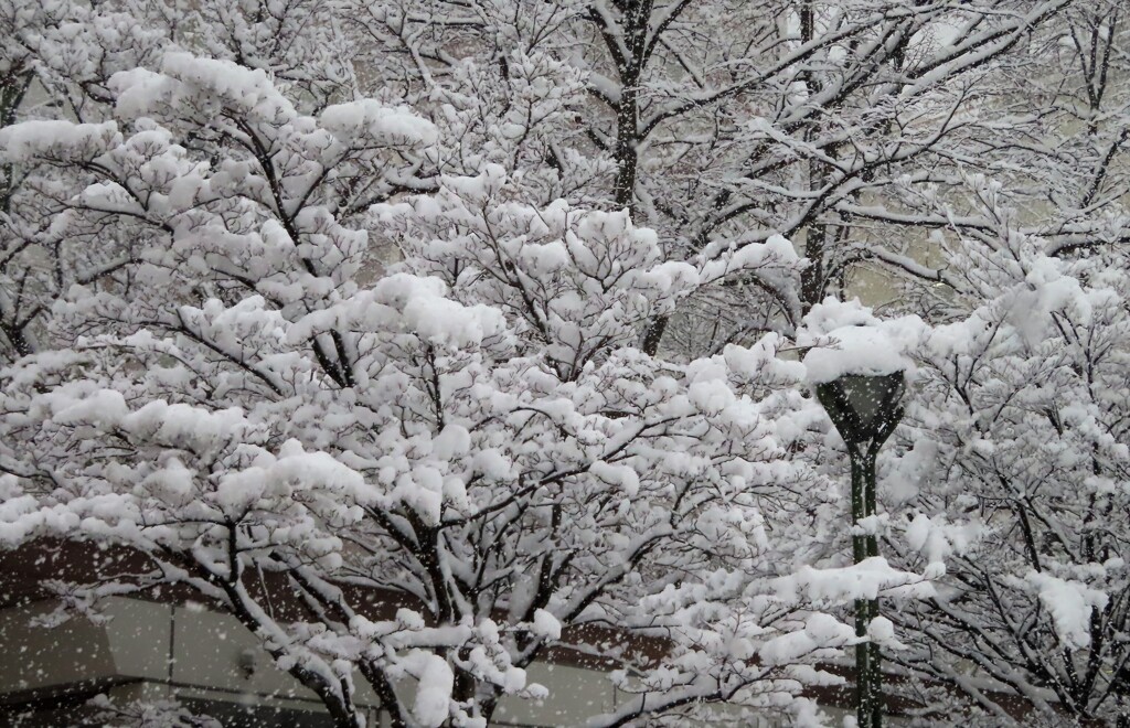 木の上にも雪が・・