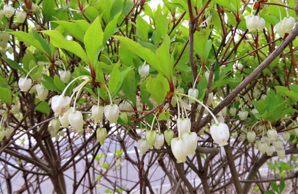 道端の花　白