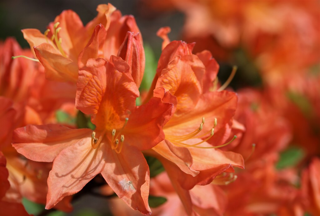 2021年5月　札幌の花たち　橙