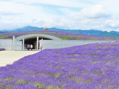 頭大仏とラベンダー　エントランス