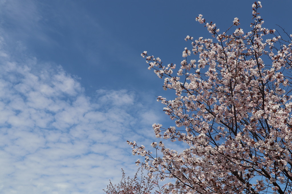 桜　6