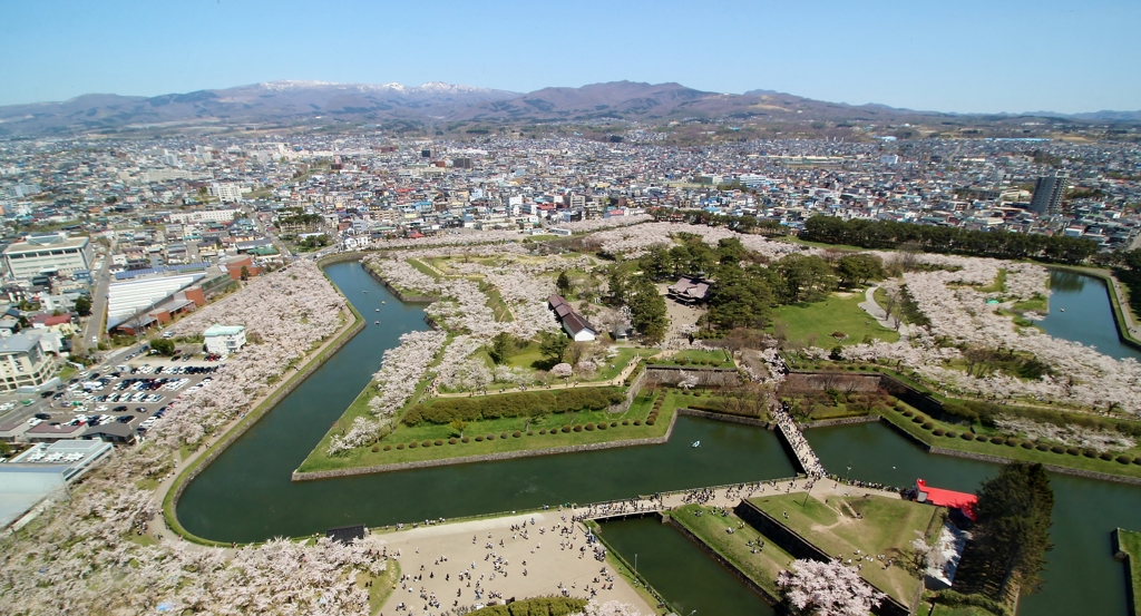 五稜郭の桜　Ⅲ
