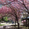 小さな公園にて