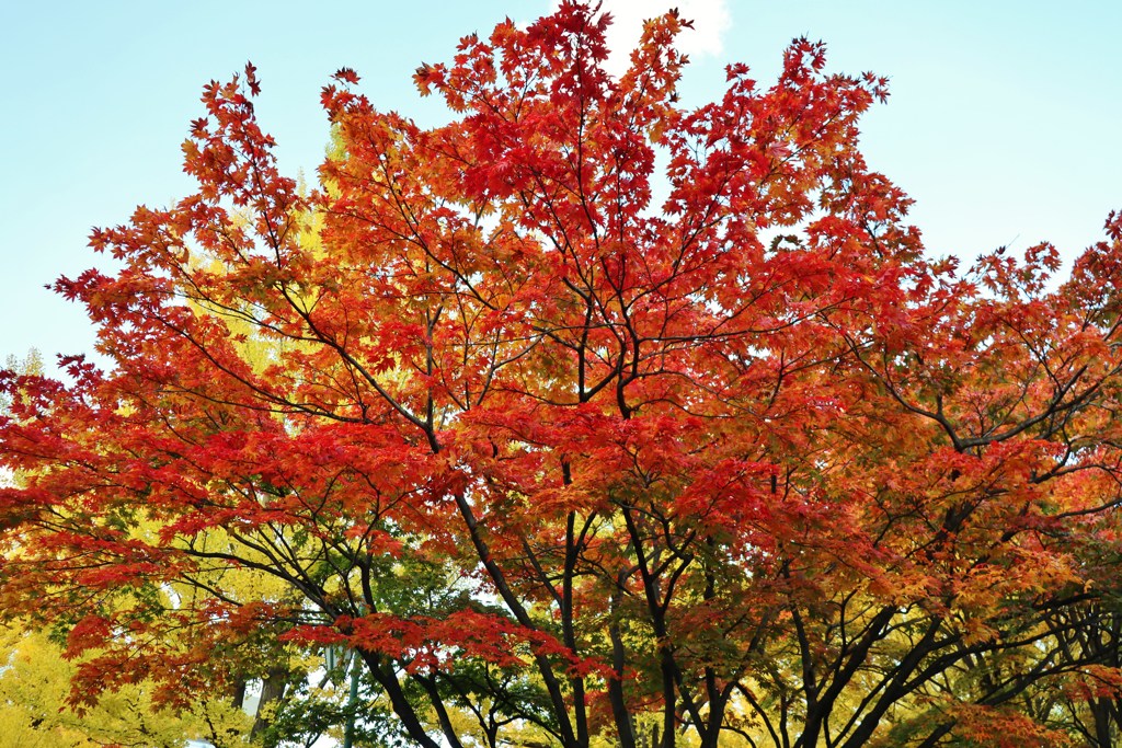 鮮やか　紅葉