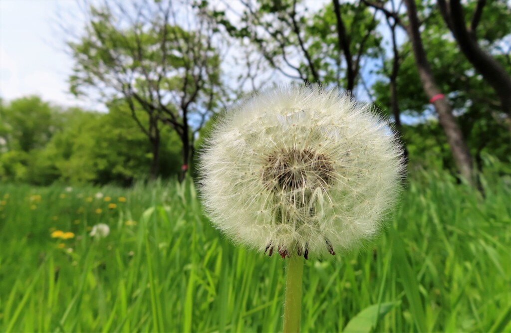 ボンボリ