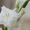 花　１３