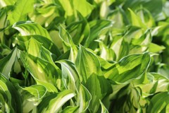 葉っぱだけで美しい