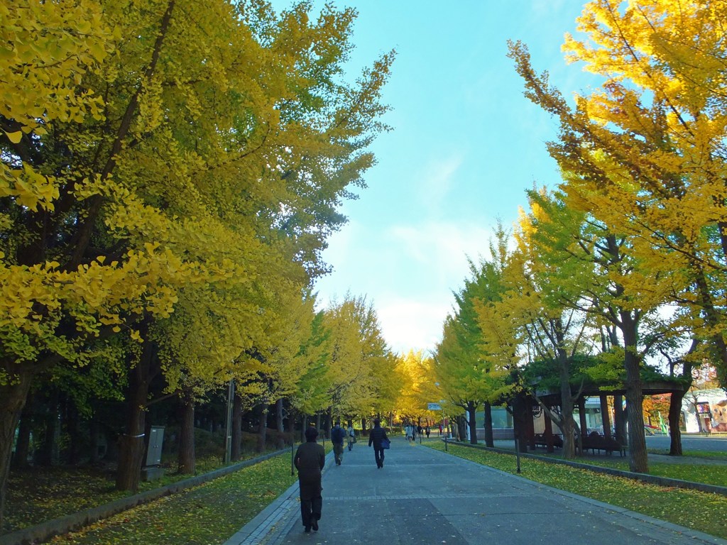 イチョウ並木　中島公園　