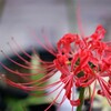 秋　花事情　５